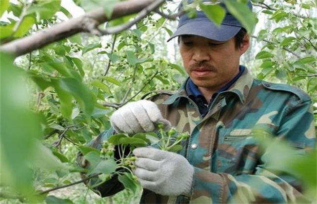 Techniques of Flower and Fruit thinning of Waxberry