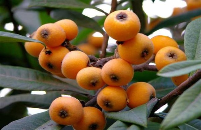 Temperature requirements of Loquat at different growth stages