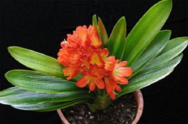 Nursing care of Cymbidium during flowering period and post-treatment after flowering period