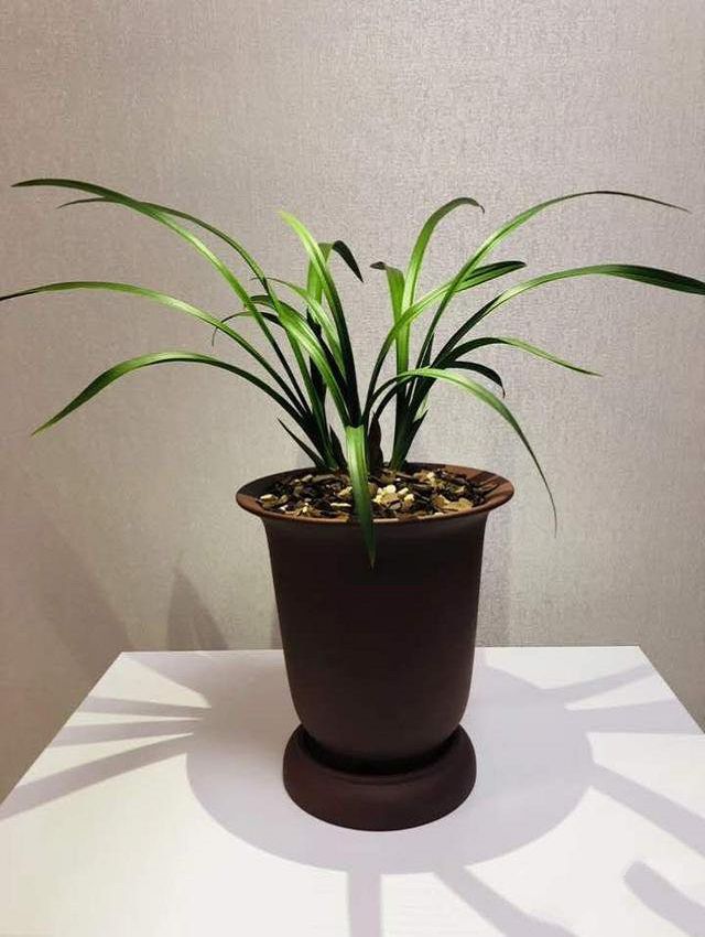 What should orchids do to develop their best condition?