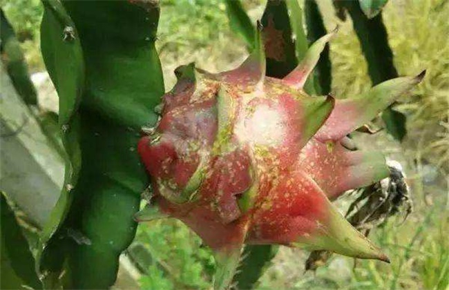 Causes and control measures of dragon fruit flower and peel fruit