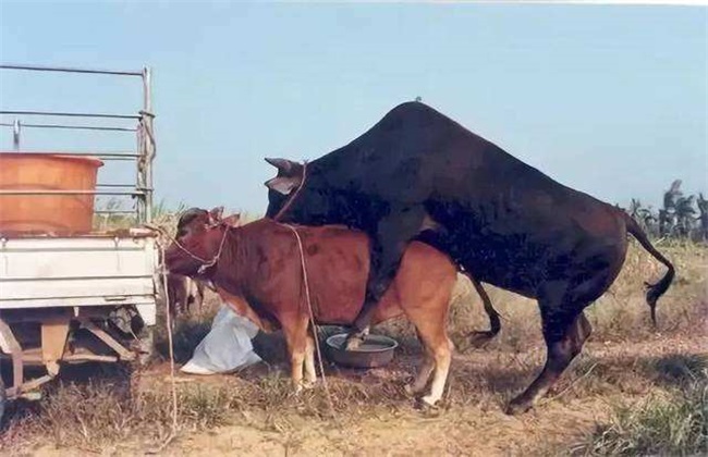 Mating mode and time of cows