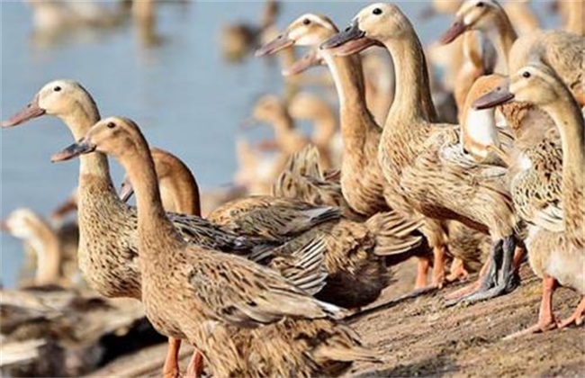 How to improve the laying rate of laying Duck