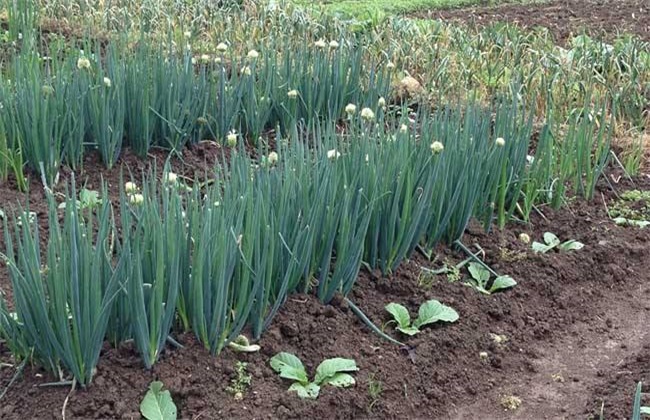 Factors affecting the yield of scallions