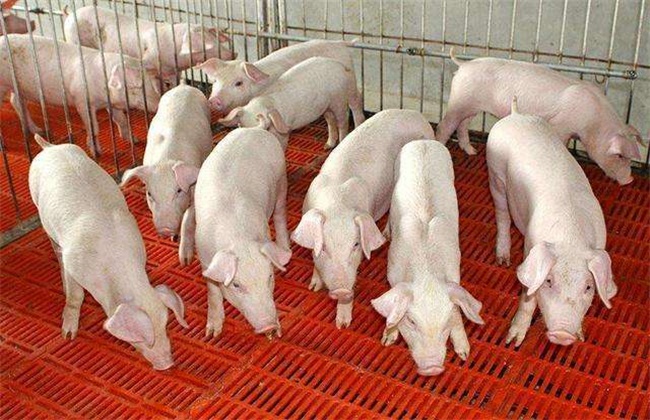 Measures to prevent cold and keep warm for piglets in winter