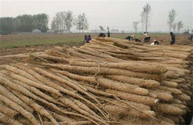 Temperature requirements for the growth of Chinese Yam