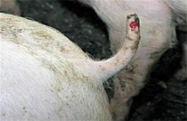 Corrective measures for abnormal behavior of pigs