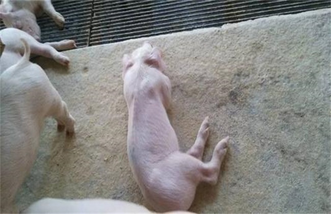 What is the reason why piglets tend to lose weight after weaning?