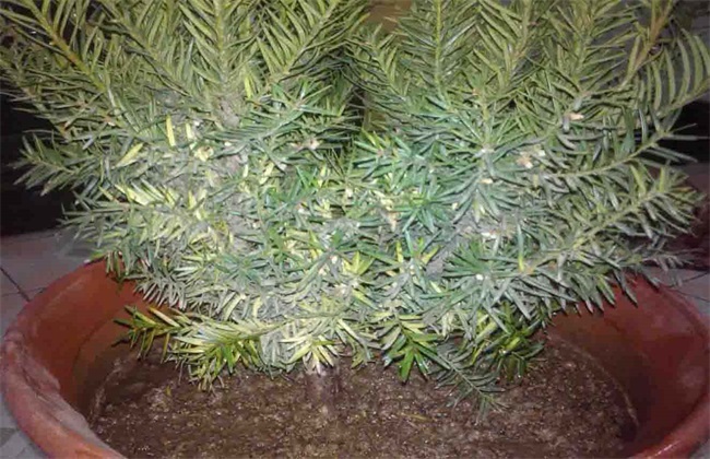 What is the reason for the loss of yew leaves?