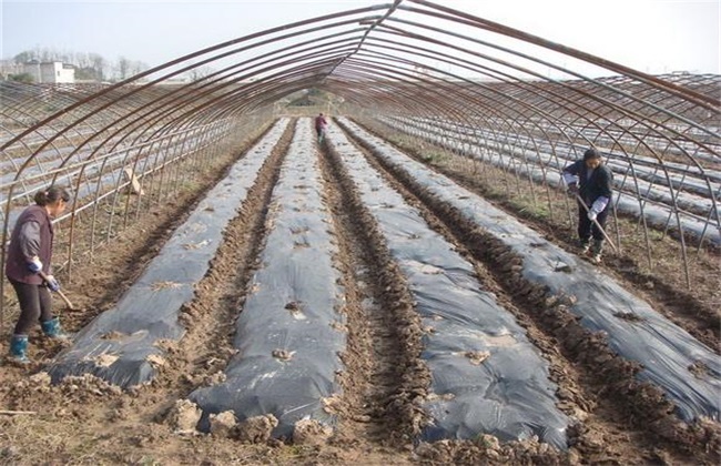 Matters needing attention when covering plastic film with pumpkin