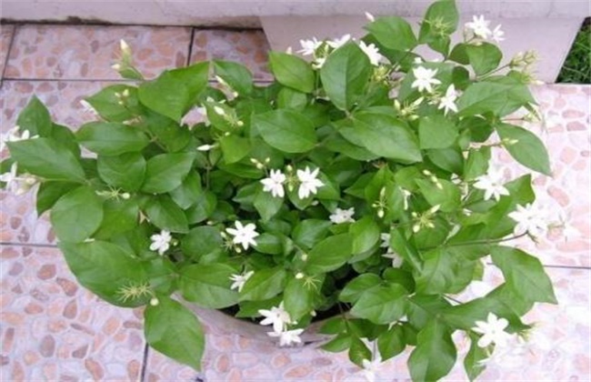 How to raise jasmine in winter