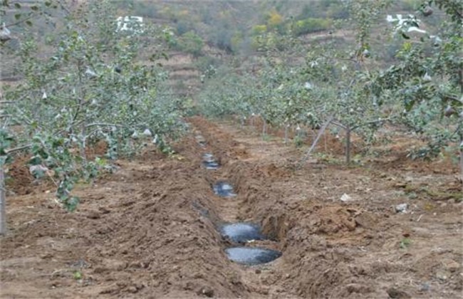 Three Principles of Fertilization in Autumn Orchard