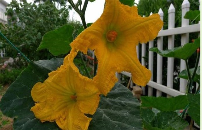 Artificial pollination of Pumpkin