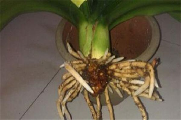 The rotten roots of Cymbidium are disinfected with liquor, which will stimulate the roots and damage them.