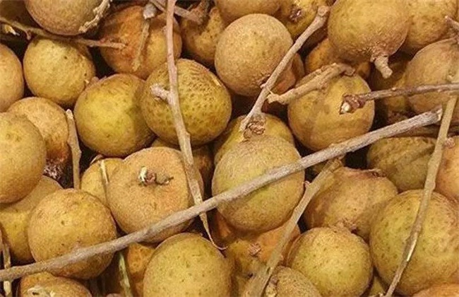 Reasons for difficulty in keeping longan fresh and its storage methods