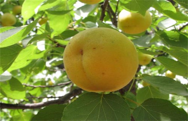 Causes of rotten fruit of apricot and its control measures