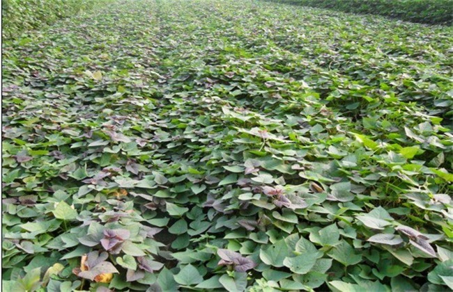 Growth Environment of Sweet Potato seedlings