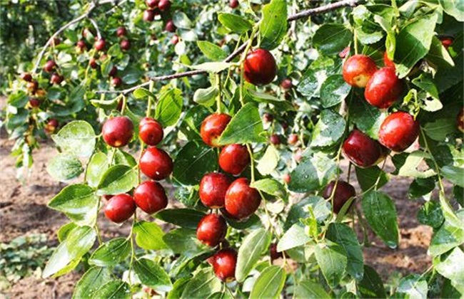 What is the reason for the fruit drop of jujube tree