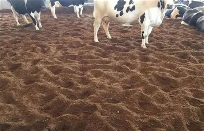 Technical shortcomings of raising cattle in fermentation bed