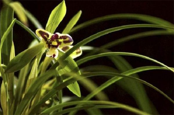 Is the smell of orchids really poisonous?