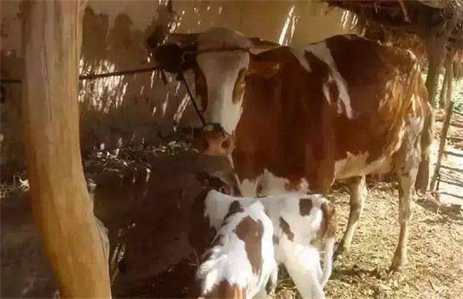 Matters needing attention in postpartum nursing of cows