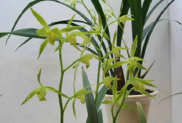 How to maintain orchids on family balconies