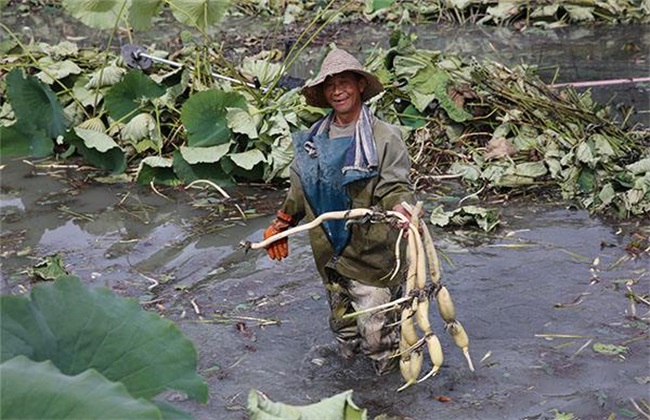 Harvesting methods of Lotus Root