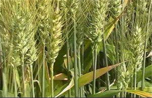 High-yield cultivation techniques of Highland Barley