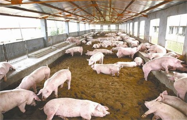 Advantages and disadvantages of Pig raising in fermentation bed