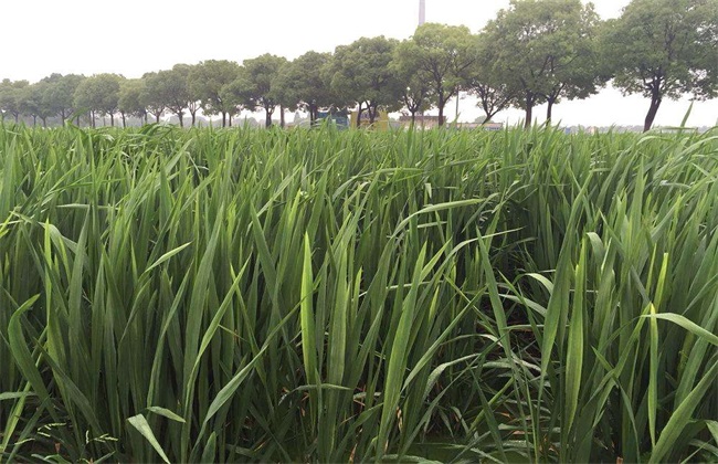 The growth process of Zizania caduciflora