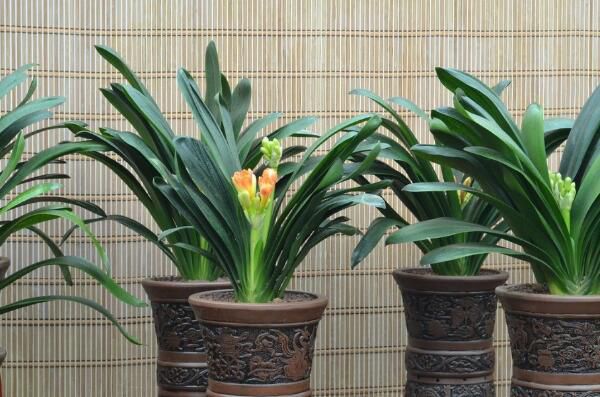 Plant culture is very easy to lead to rotten roots, gentleman orchid rotten roots how to do?