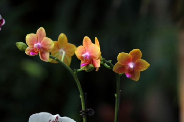 Orchid culture methods, flower friends two years of orchid culture experience sharing