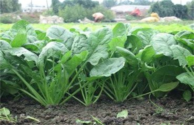 How to treat spinach seeds before sowing