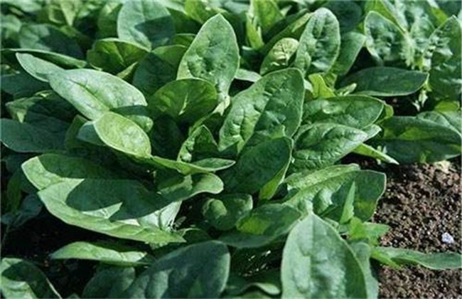 Fertilizer requirement characteristics of spinach