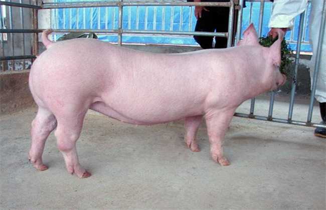 How to choose a sow breed