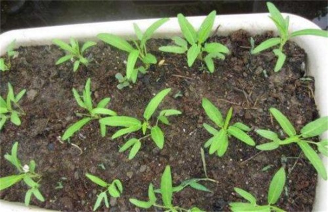 Method of pre-sowing treatment of asparagus seed