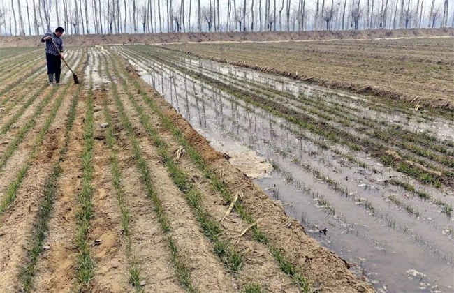 How to water wheat for overwintering