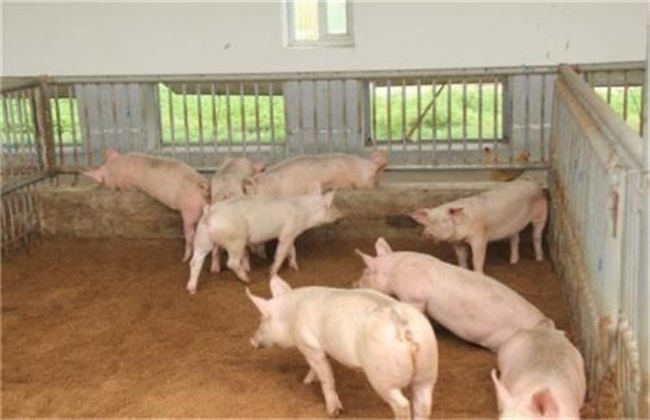 Environmentally-friendly pig raising technology