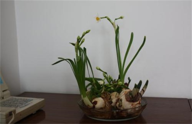 How to maintain Narcissus during dormant period