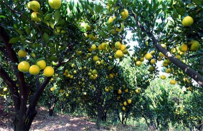 Planting techniques of pomelo