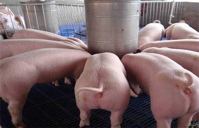 Key points of first birth management of reserve sows