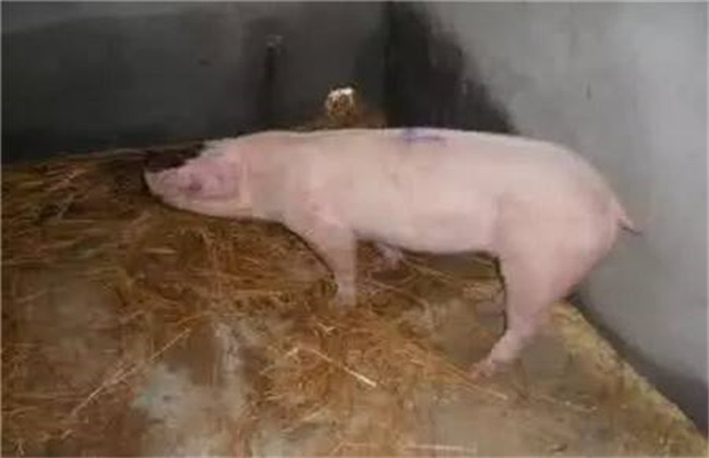 How to treat pig hypothermia