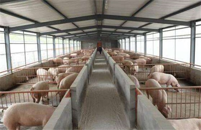 How to remove ammonia from piggery in winter