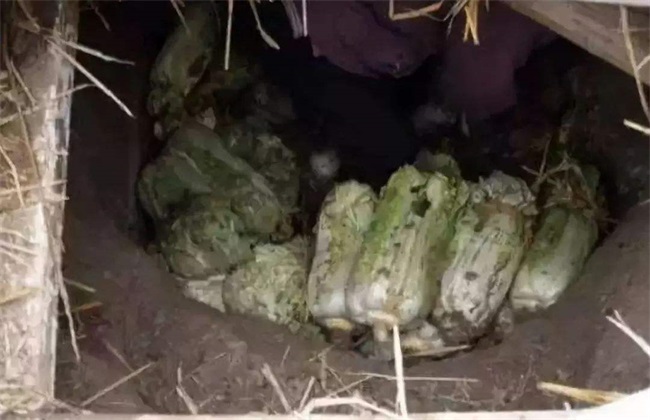 Points for attention in the storage of Chinese cabbage