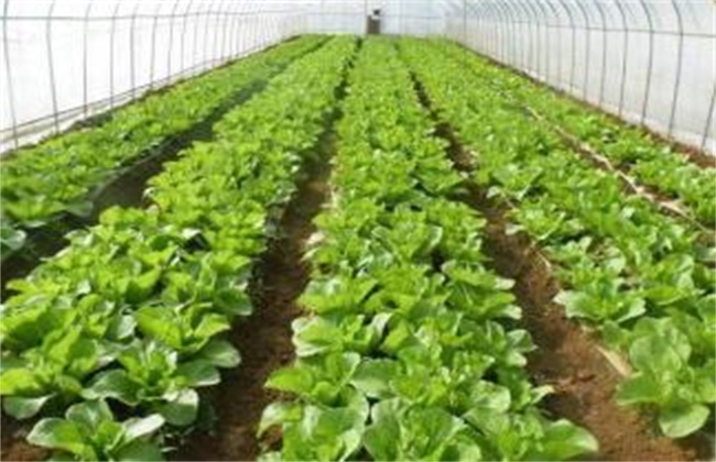 How to deal with the obstacle of continuous cropping of vegetables in greenhouse