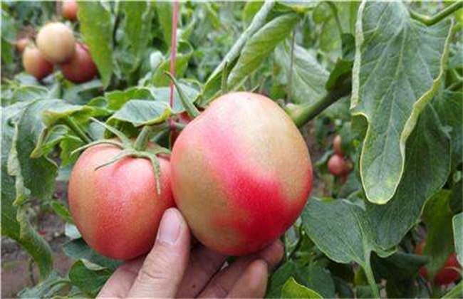 Causes and Control measures of Tomato Fruit