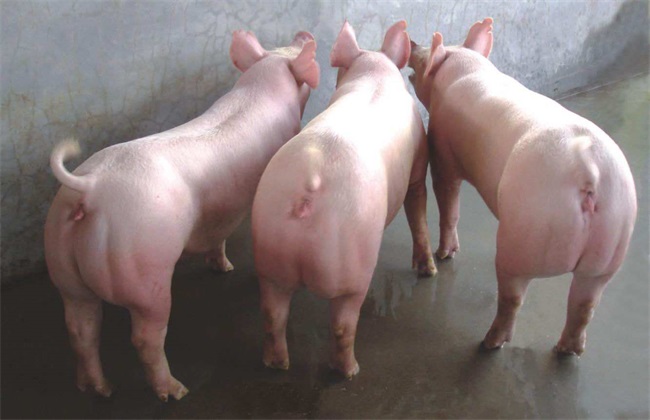 Dual sow breeding technology