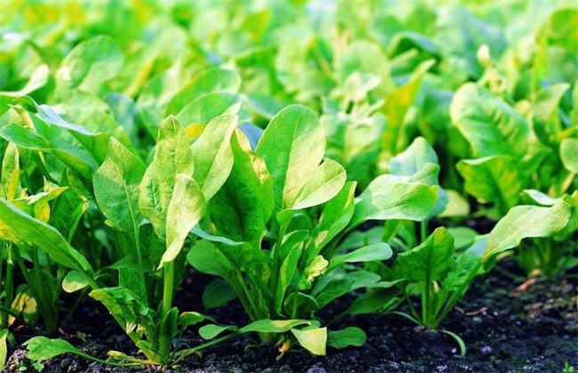 Key points of Water and Fertilizer Management of spinach