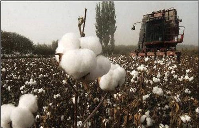 What are the factors affecting the fiber quality of cotton?