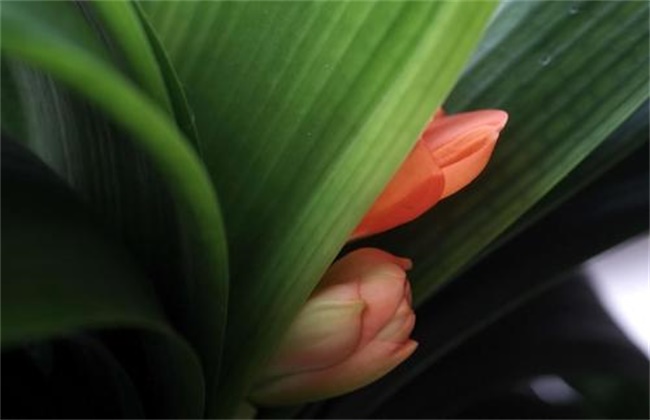 The causes and treatment methods of flowering and clipping of Cymbidium